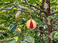About Grenada